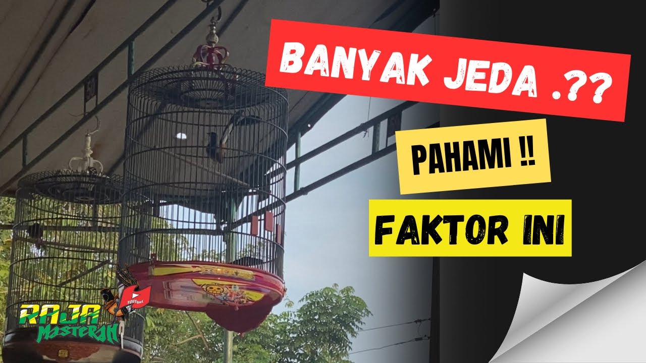 SOLUSI ‼️ Murai Batu NGETEM dan banyak JEDA ketika lomba