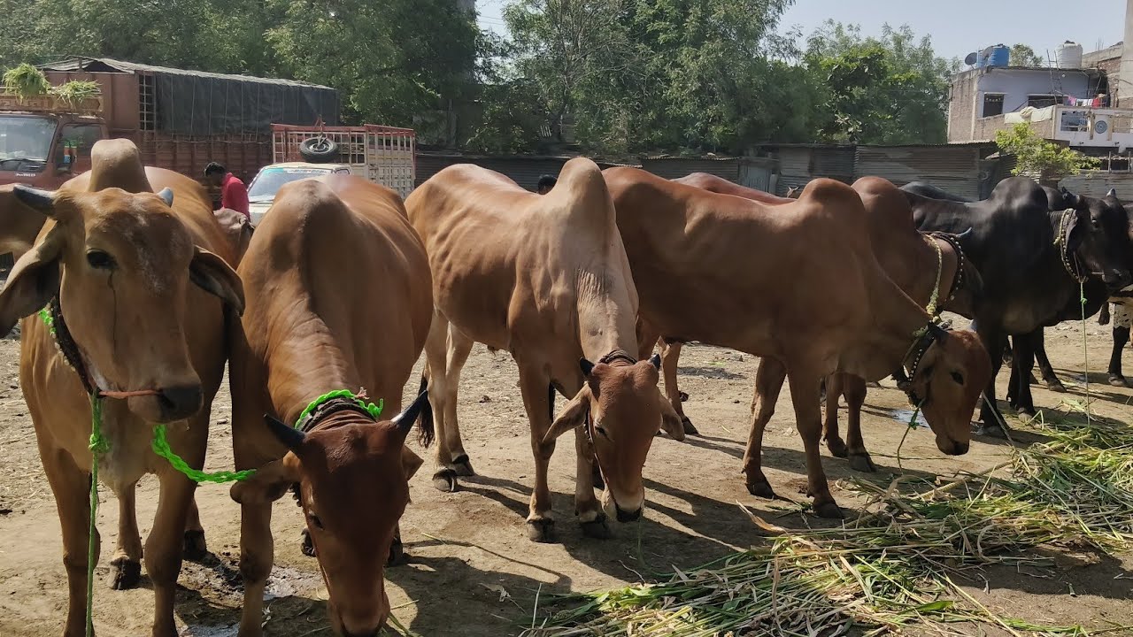 आजचा परभणी बैल बाजार | Akash Suryawanshi Vlogs  | दि:12/03/2026 | Parbhani bail bazar