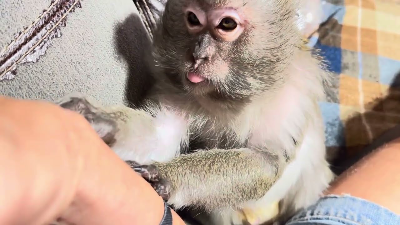 Abby Louise Tending To Her Pet Human ASMR
