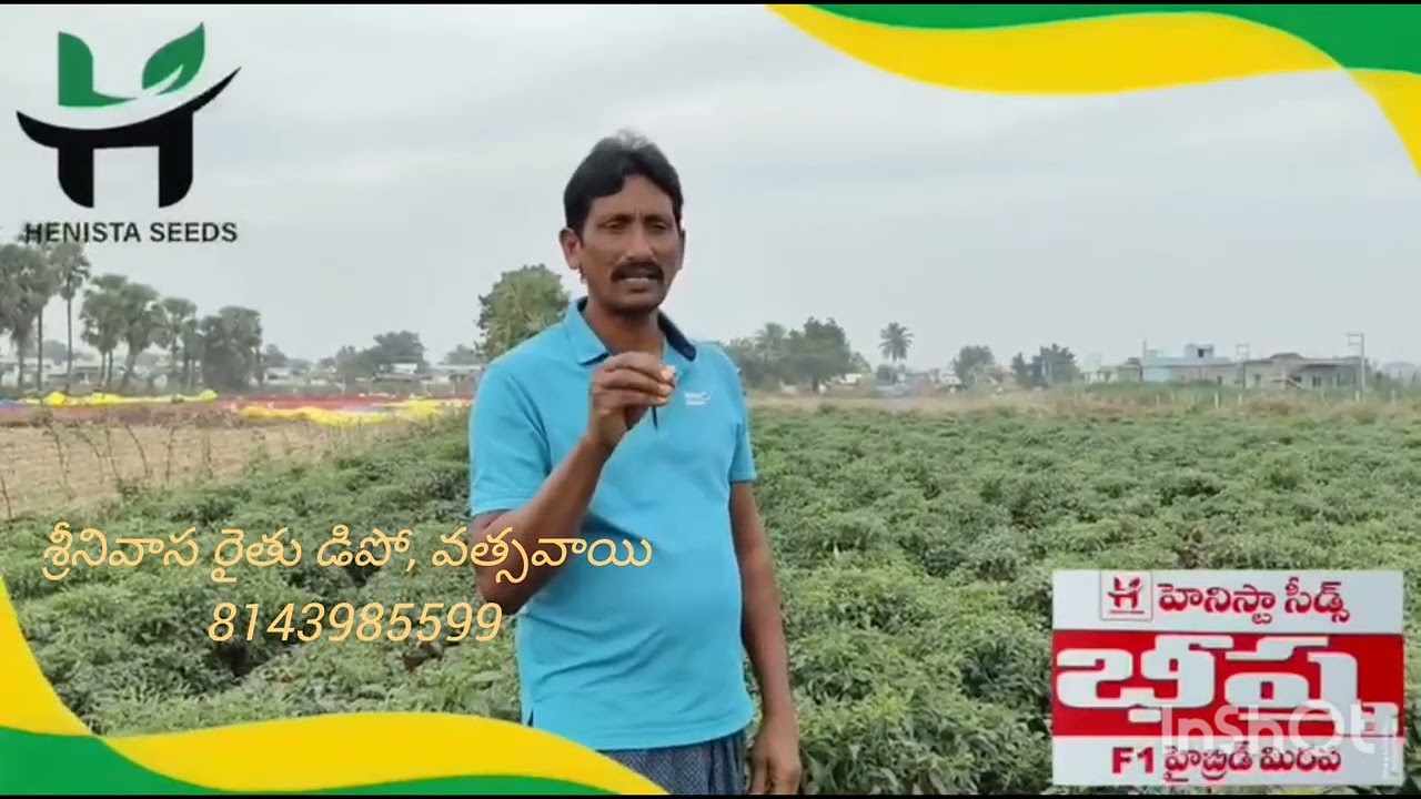 Srinivasa Rythu Depot, Vatsavai, 8143985599, Henishtha Seeds' Bheeshma pepper variety #agriculture 