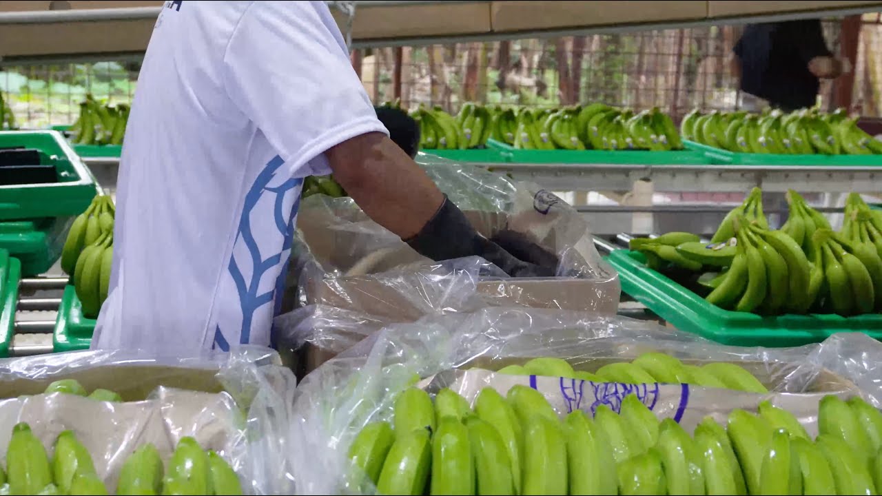 Inside Our Banana Packing Process | SINDIBAD® by FRUTANA® | From Farm to Export