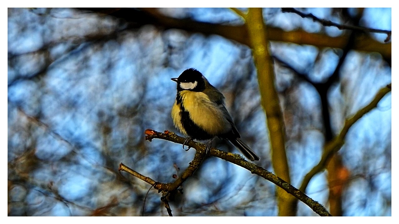 der Frühling der Lenz reine Naturgeräusche