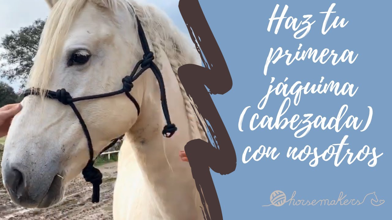 HAZ TU PRIMERA CABEZADA DE CUADRA CONMIGO