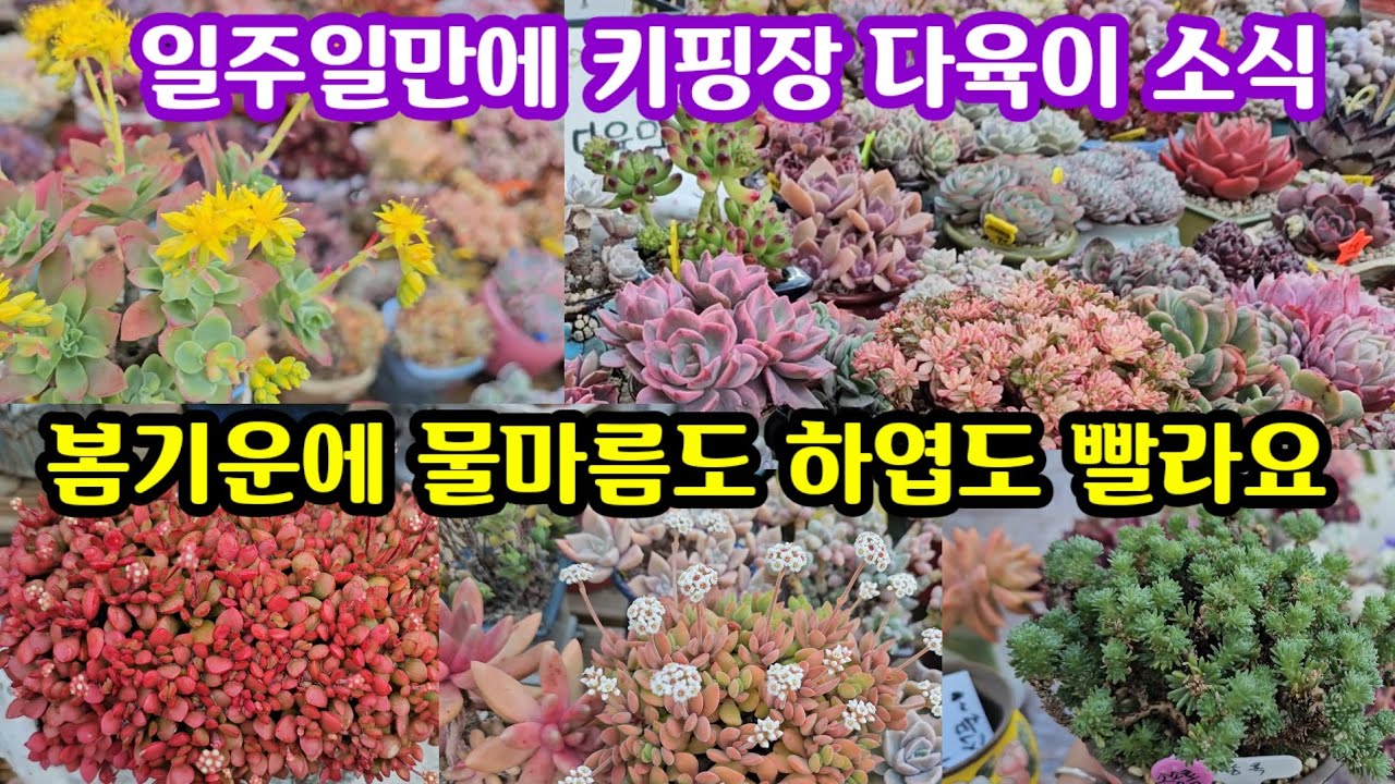 키핑장 다육이 소식 일주일만에 보는데 벌써 물고프고 하엽도 많아요 ☘️더 부지런히 분갈이 해야 겠어요 ~😂😆
