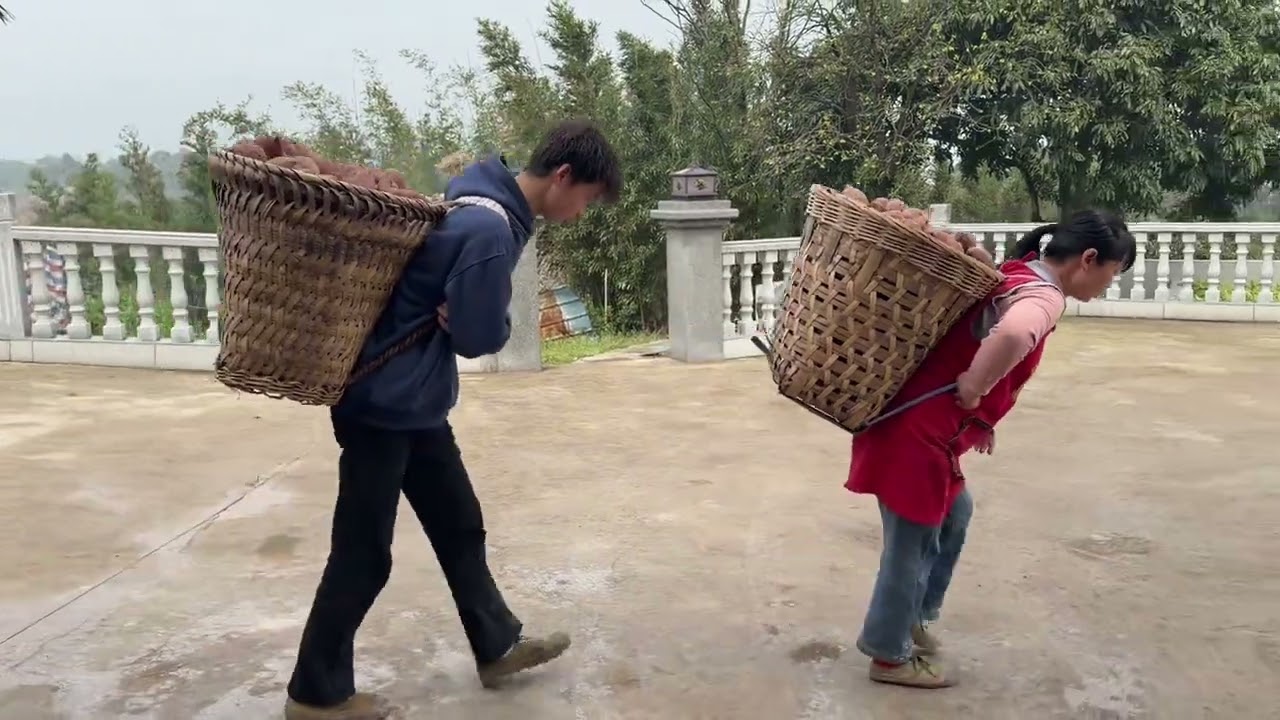 容姐今天一家人把红苕种种下去，今年还是种的冰糖苕。