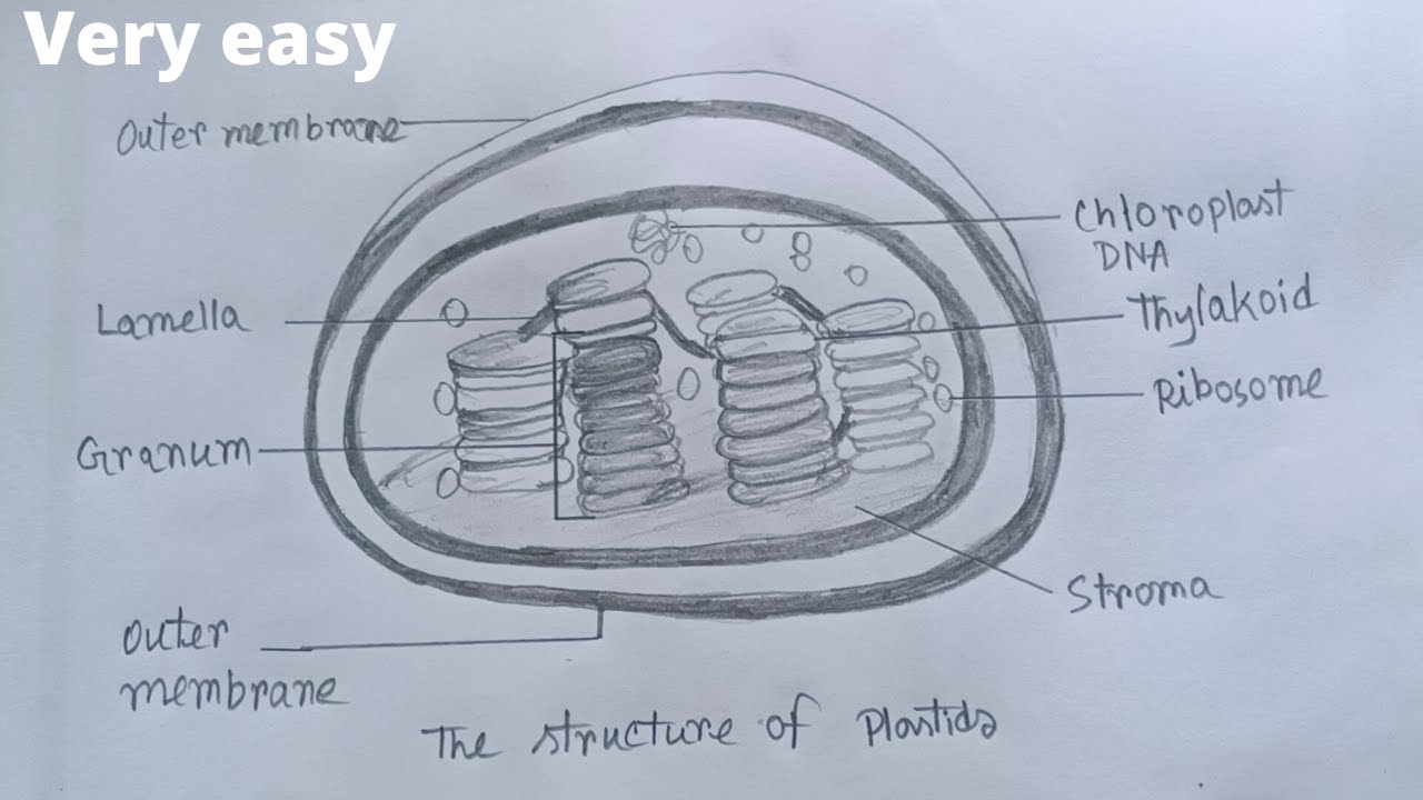 How to draw plastid step by step | plastid drawing | draw plastid