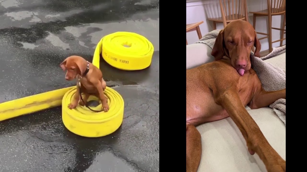 Funny dog videos 2022 ||  Vizslas best  videos  #8 #vizsla  #vizslas