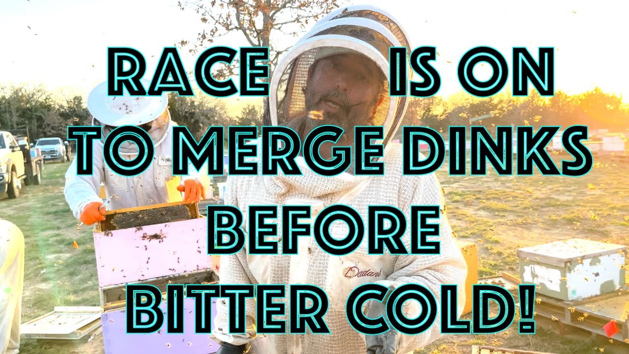 Commercial Beekeepers Prep for Arctic Blast in Texas - Dink City strikes @ Worst TIme Hives Collapse