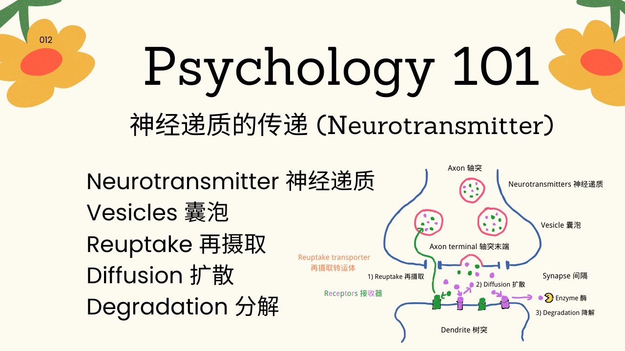 Psychology101|神经递质的传递 (Neurotransmitter)