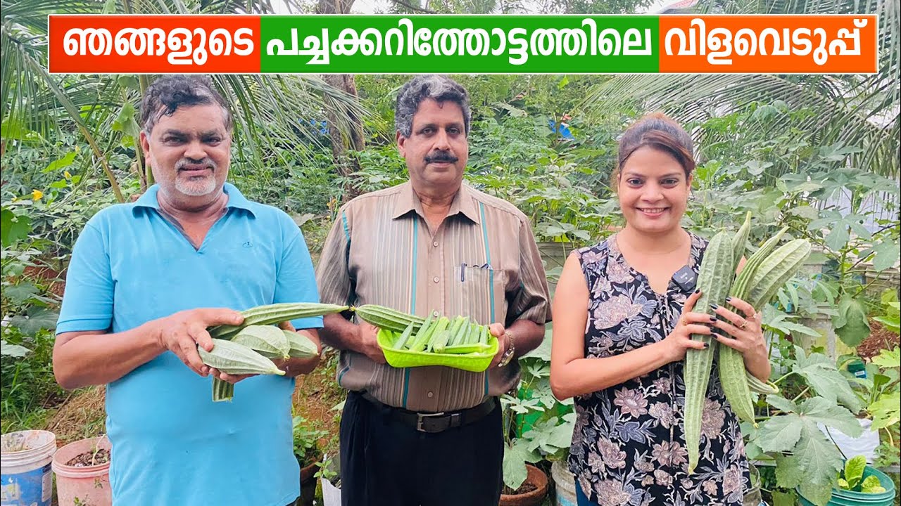 ഞങ്ങളുടെ പച്ചക്കറിത്തോട്ടത്തിലെ വിളവെടുപ്പ് | Subi Suresh Farming