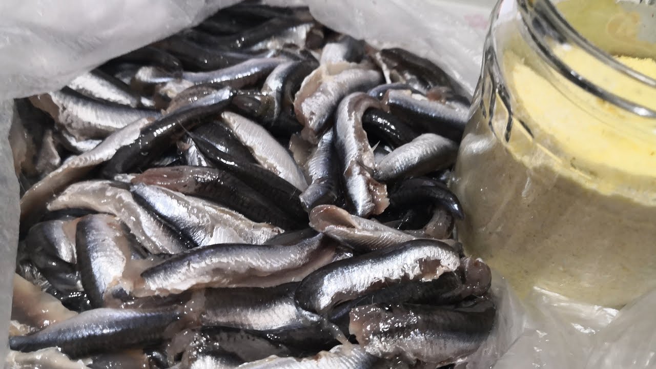 Hamsi Balıkları Temizlendi Hamsi Tava Yapılıyor