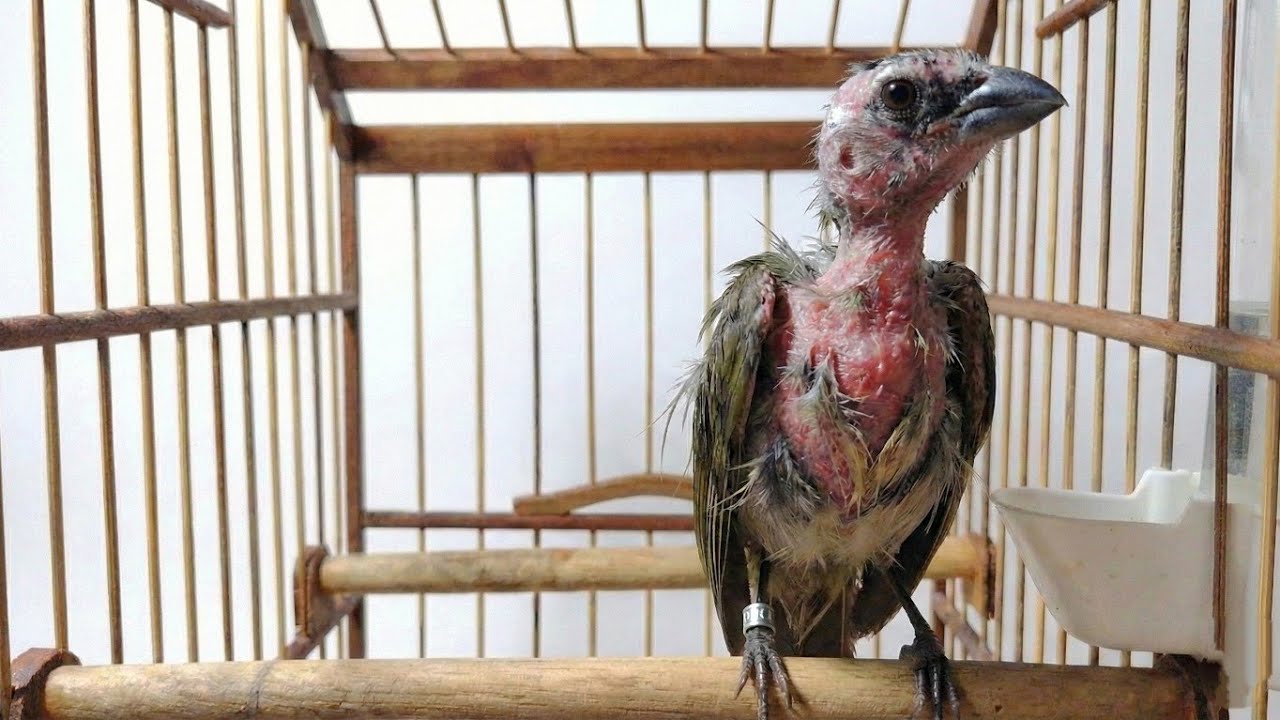 12 Alimentos Que Ajudam na Muda de Penas do Trinca-Ferro (Recuperação Rápida)
