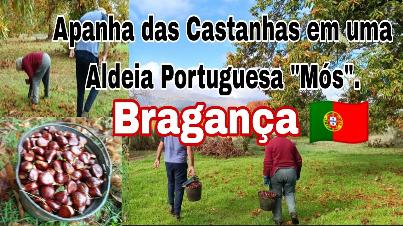 Apanha da Castanha em terra transmontana.