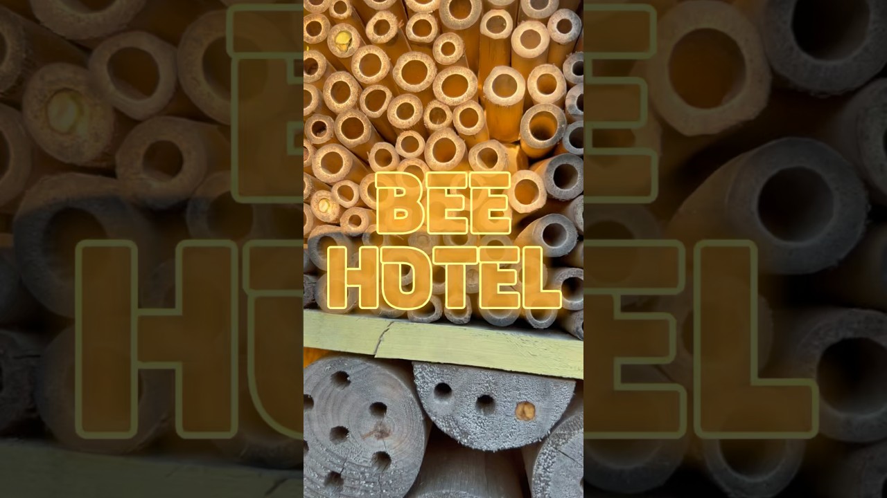 The bee hotel is finally occupied! #garden #gardening  #bees