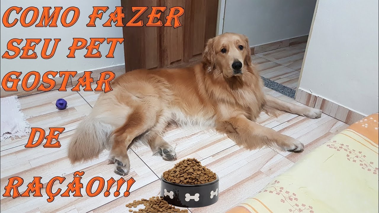 Seu cachorro não quer comer ração??? Veja como resolver isso!!!