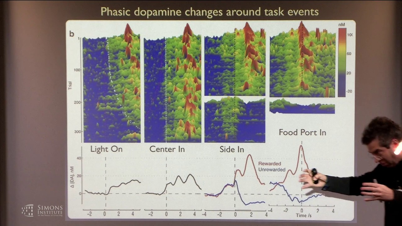 Basal Ganglia Architecture for Reinforcement Learning