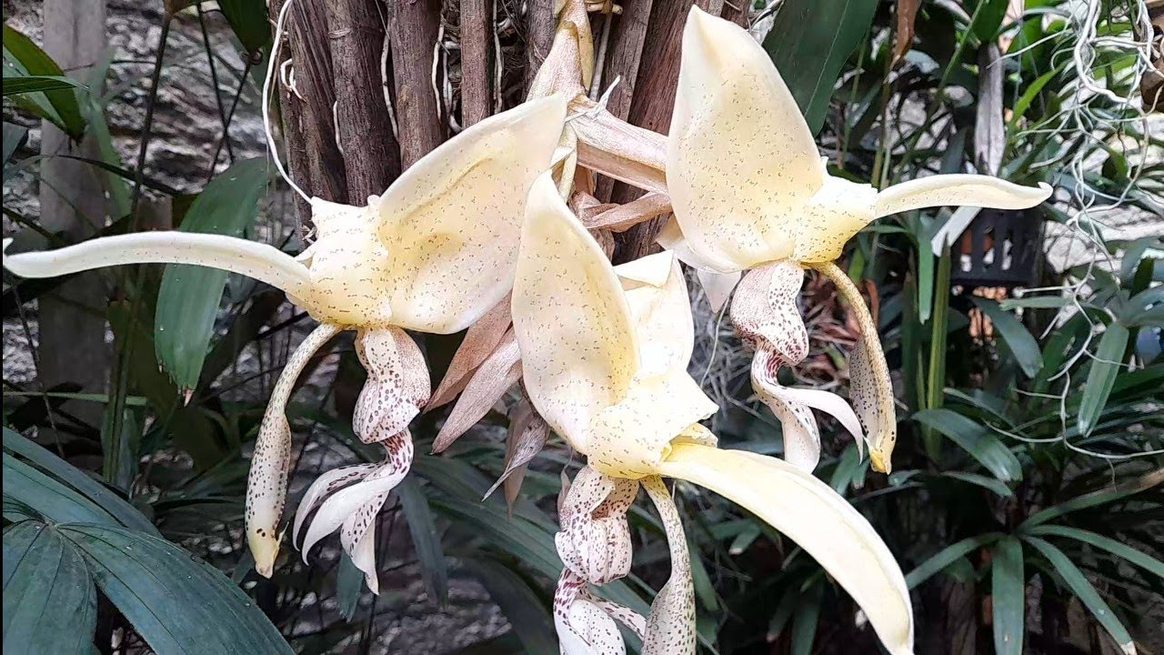 COMO CULTIVAR ORQUÍDEA STANHOPEA #cultivo #stanhopea 