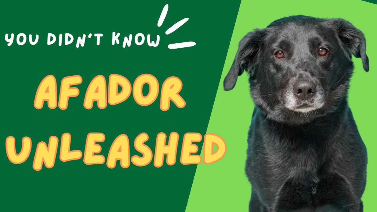 Afador Unleashed: Exploring the Mesmerizing Blend of Afghan Hound and Labrador Retriever