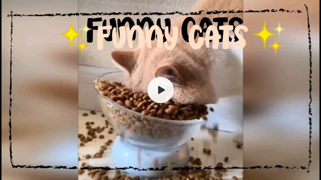 Смешные коты прикольное домашнее видео  Funny Cats Fresh Homemade Video 😸🥰😽