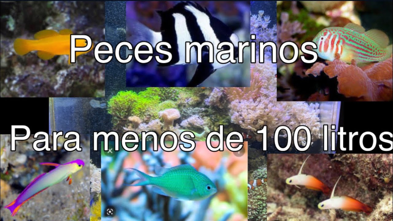 Peces marinos para menos de 100 litros/ parte 2
