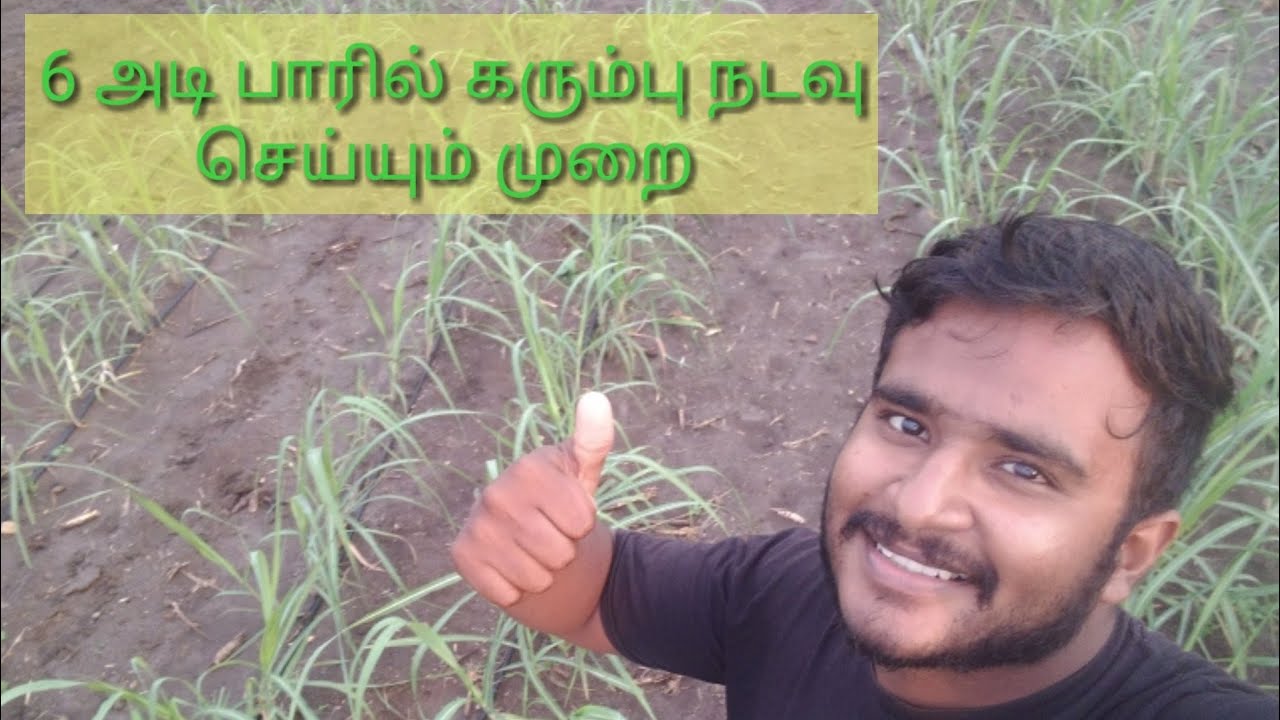 6 அடி பாரில் கரும்பு நடவு முறை |சொட்டு நீர் பாசனமுறையில் கரும்பு சாகுபடி |
