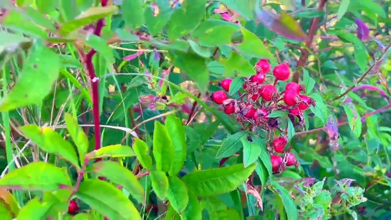 Relax Your Soul in the Heart of Durham, Ontario 🇨🇦 (Relax) (ASMR) 🥱😴