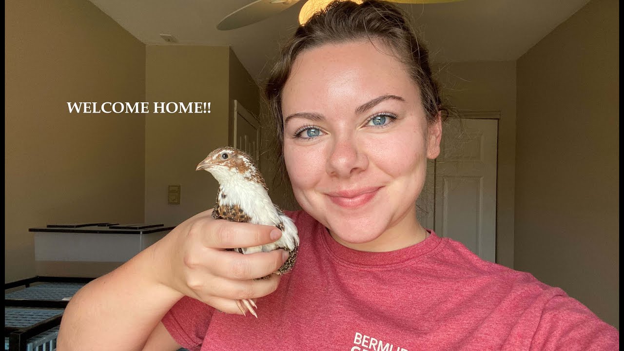 Getting Our Indoor Quail |Part 2|