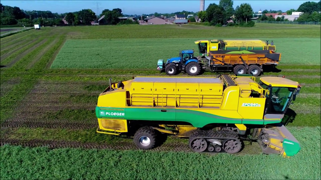 Erwten dorsen / Pea harvest / Erbsenernte / Ploeger / Dezeure / New Holland / Conservenoogst