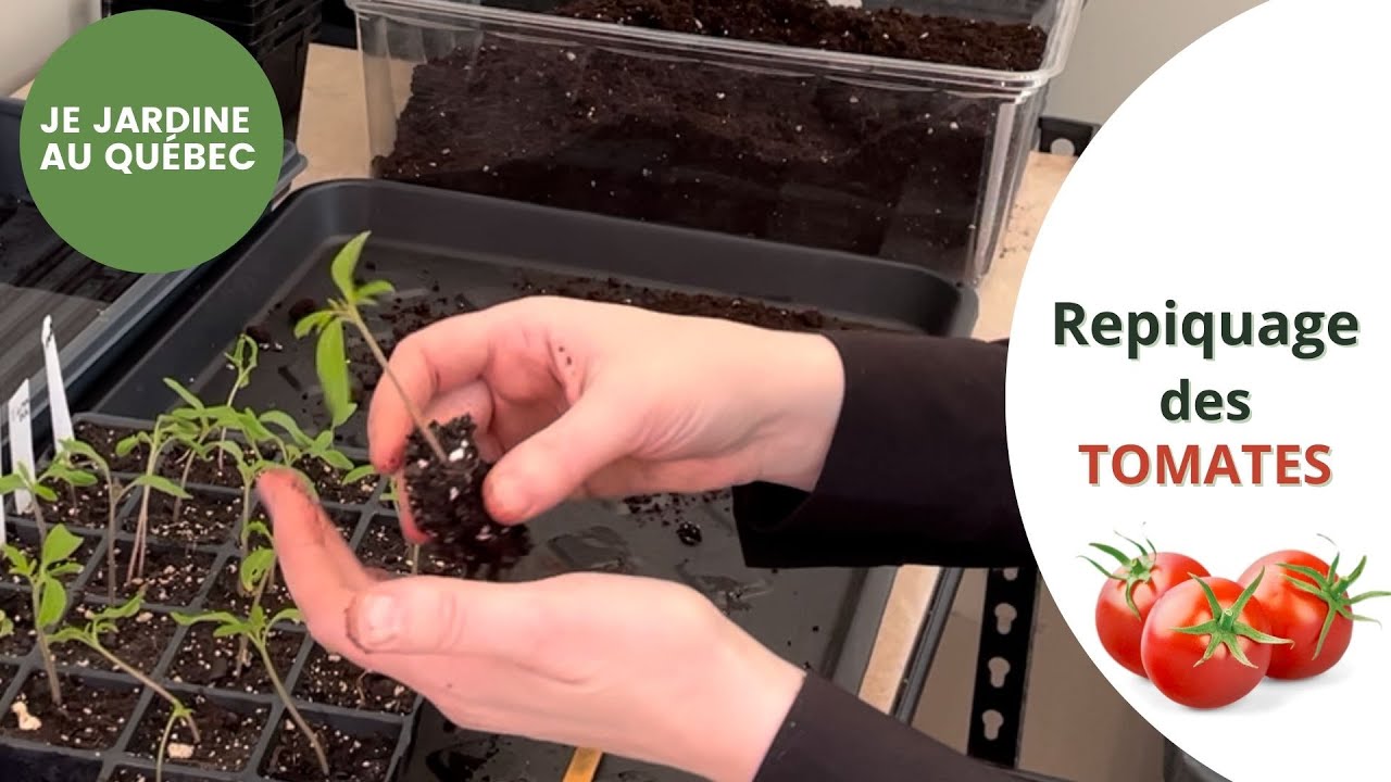 Repiquage des tomates: comment je fais!