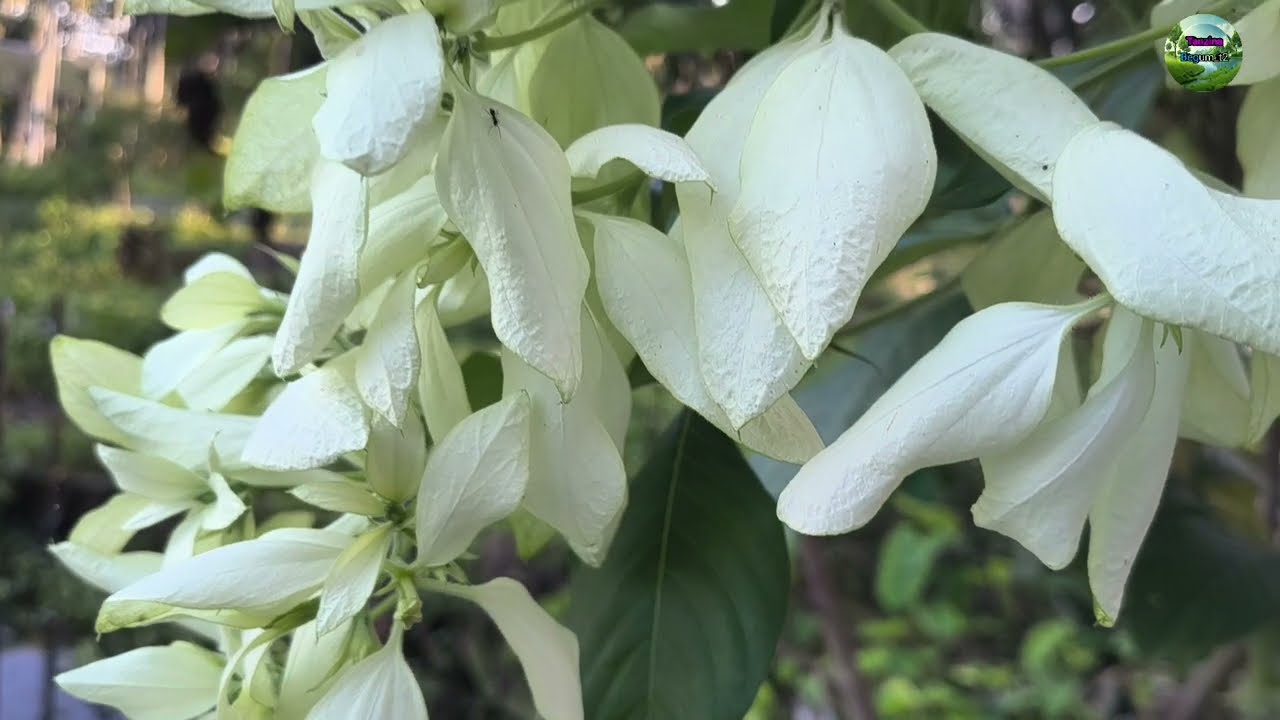 The beauty of the leafy tree and the blog's new video story. ⁨@TanzinaBegum_t2⁩