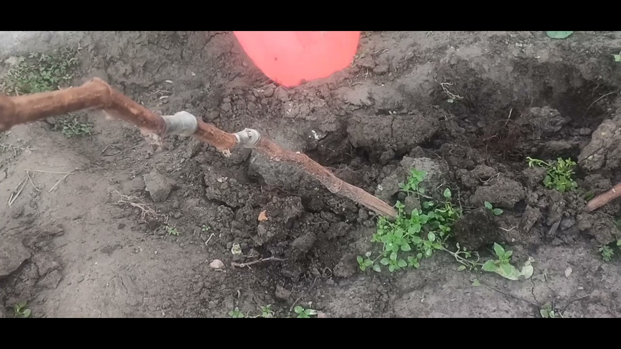 Усули осони ниҳолгири аз навдаҳои сабзи ангур.