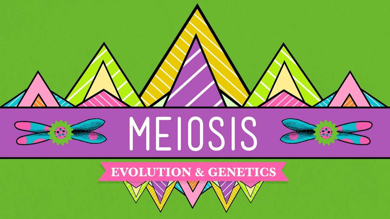 Meiosis: Where the Sex Starts - Crash Course Biology #13