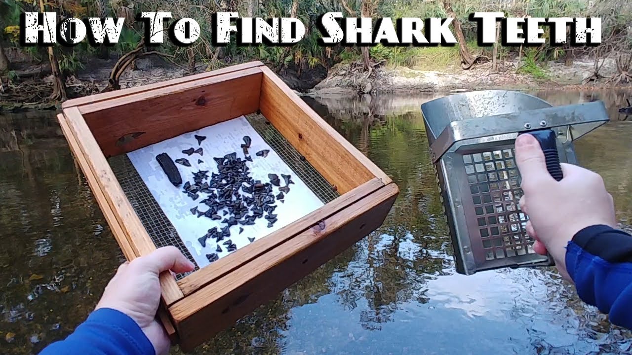 How to Find Shark Teeth Fossils in Rivers | EASY |