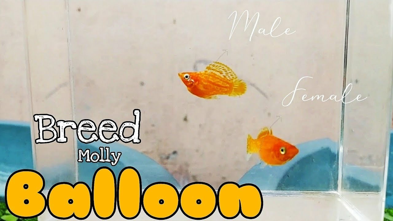 Breeding Molly Balloon from the fish I bought at the store