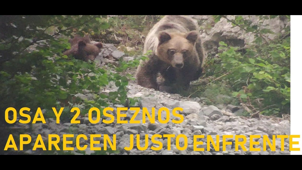 Osa con 2 esbardos, desde bastante cerca (Asturias, España)