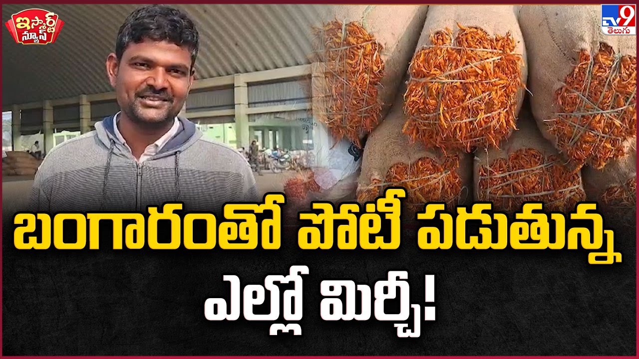 iSmart News : బంగారంతో పోటీ పడుతున్న ఎల్లో మిర్చీ! | Yellow Mirchi - TV9