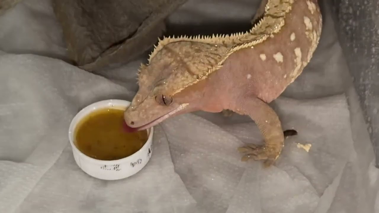 Crested Geckos Feeding On Pangea Diet!
