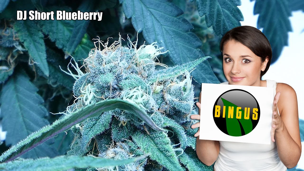 DJ Short Blueberry