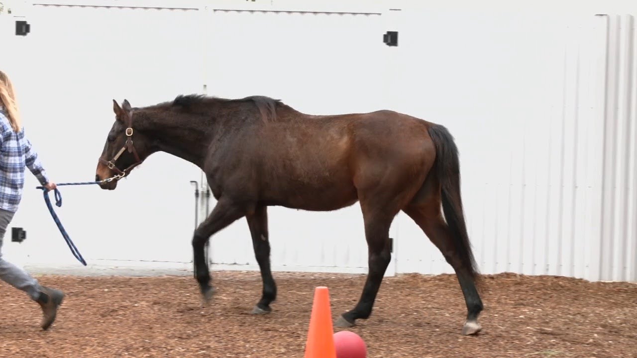 Mine That Bird, Kentucky Derby winner, returns to Churchill Downs for exhibit
