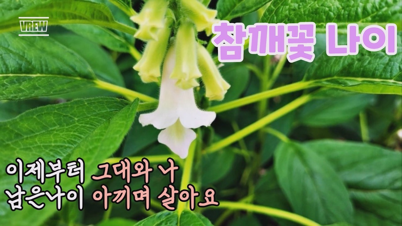 참깨꽃 나이-이충근 시-(20260302)