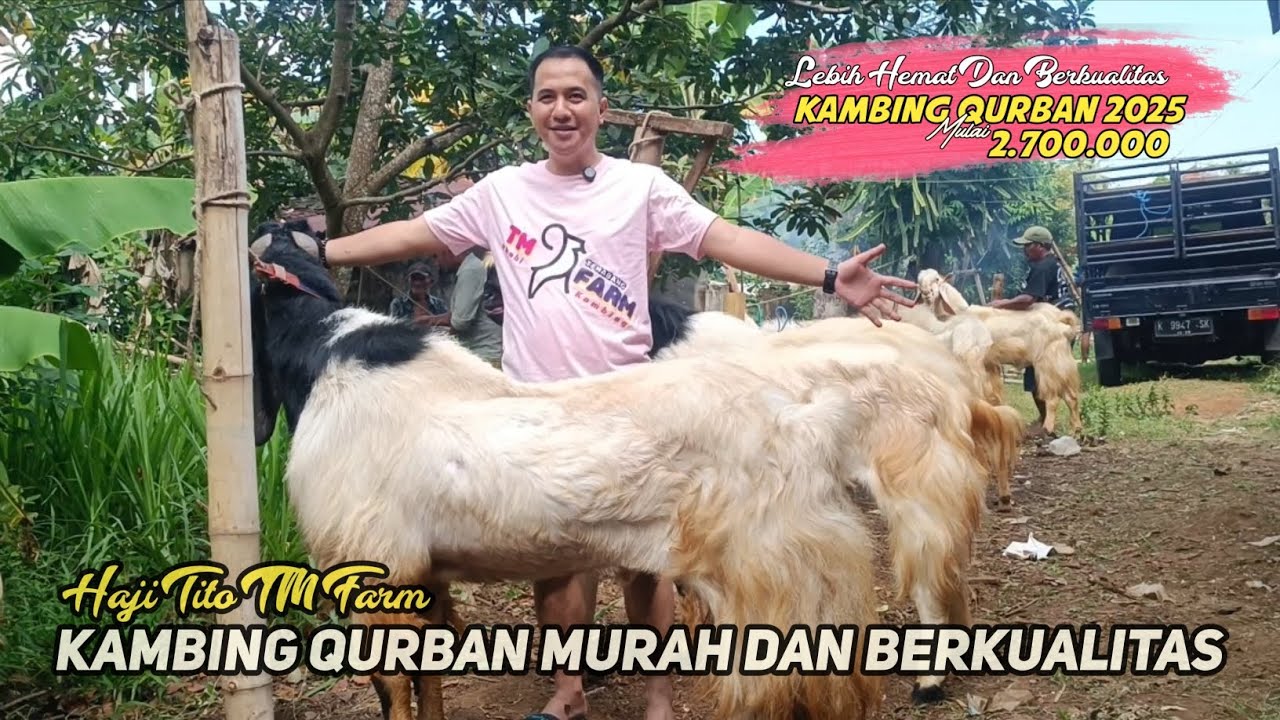 PUSAT KAMBING QURBAN MURAH DAN BERKUALITAS DAERAH JABODETABEK TAHUN 2025