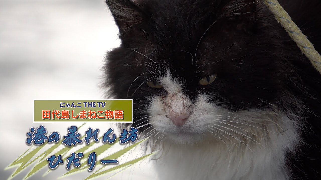 田代島しまねこ物語「港の暴れん坊“ひだりー”」