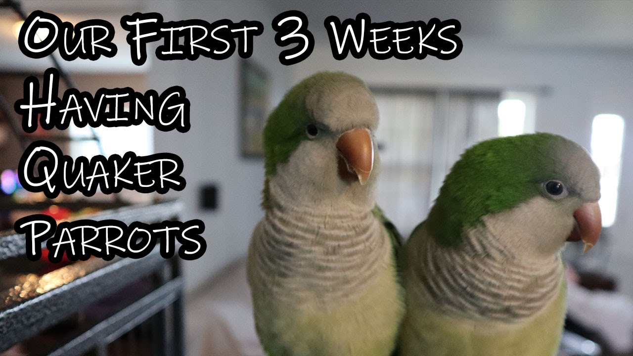 Having a Quaker Parrot and what to expect
