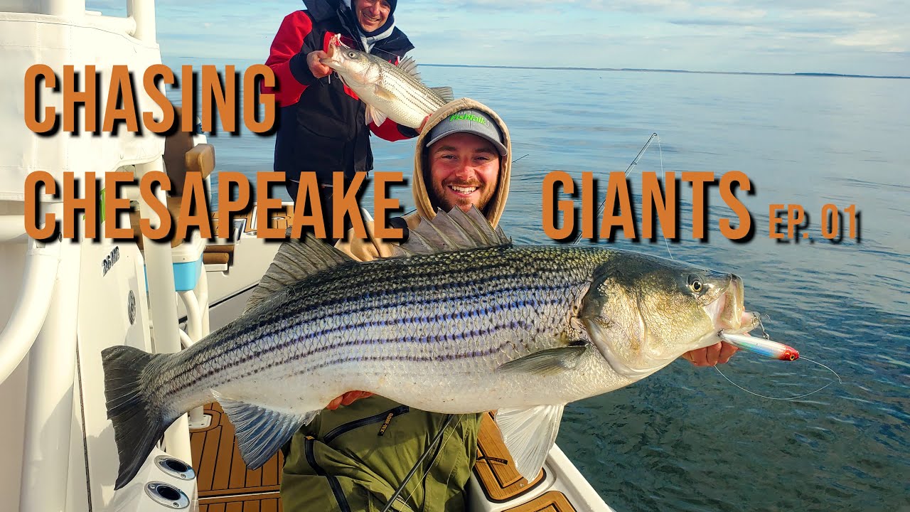 Chasing Big Migratory Striped Bass On The Chesapeake Bay (Day1). Big Jigs And Topwater.