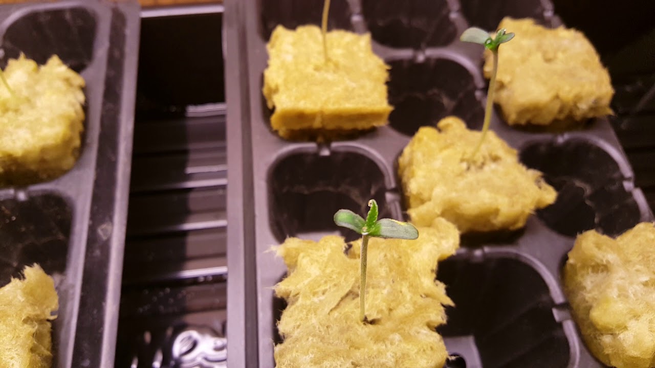 Seedlings Cherry AK and Clash of the Titans (northern lights X skunk #1)