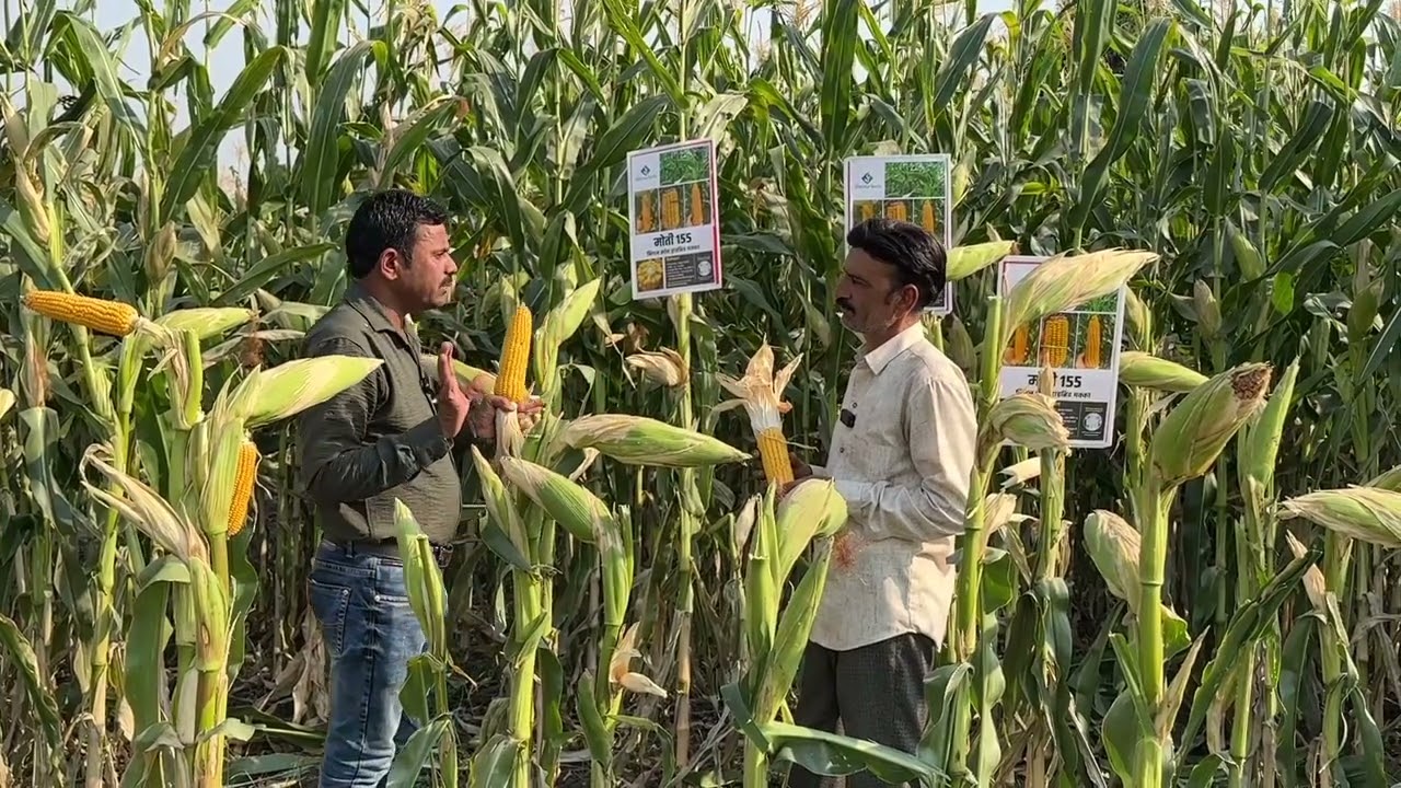Sheena Seeds - MOTI 155 - Hybrid Maize - Mr Ram Nivas, Farmer Feedback & Field Day