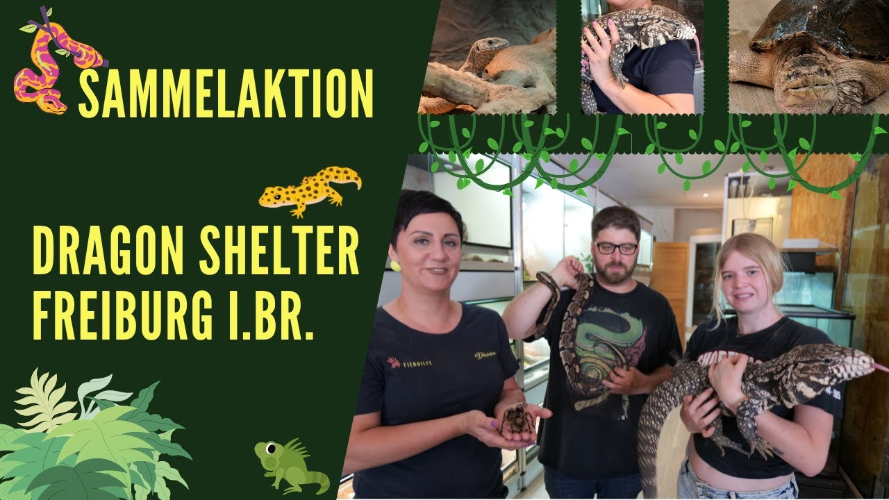Sammelaktion - Dragon Shelter Freiburg i.Br.