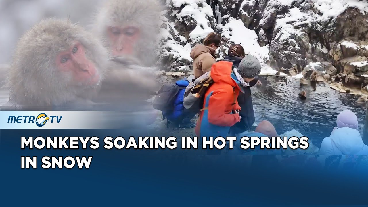 Monkeys Enjoying Hot Springs in Snow at Jigokudani