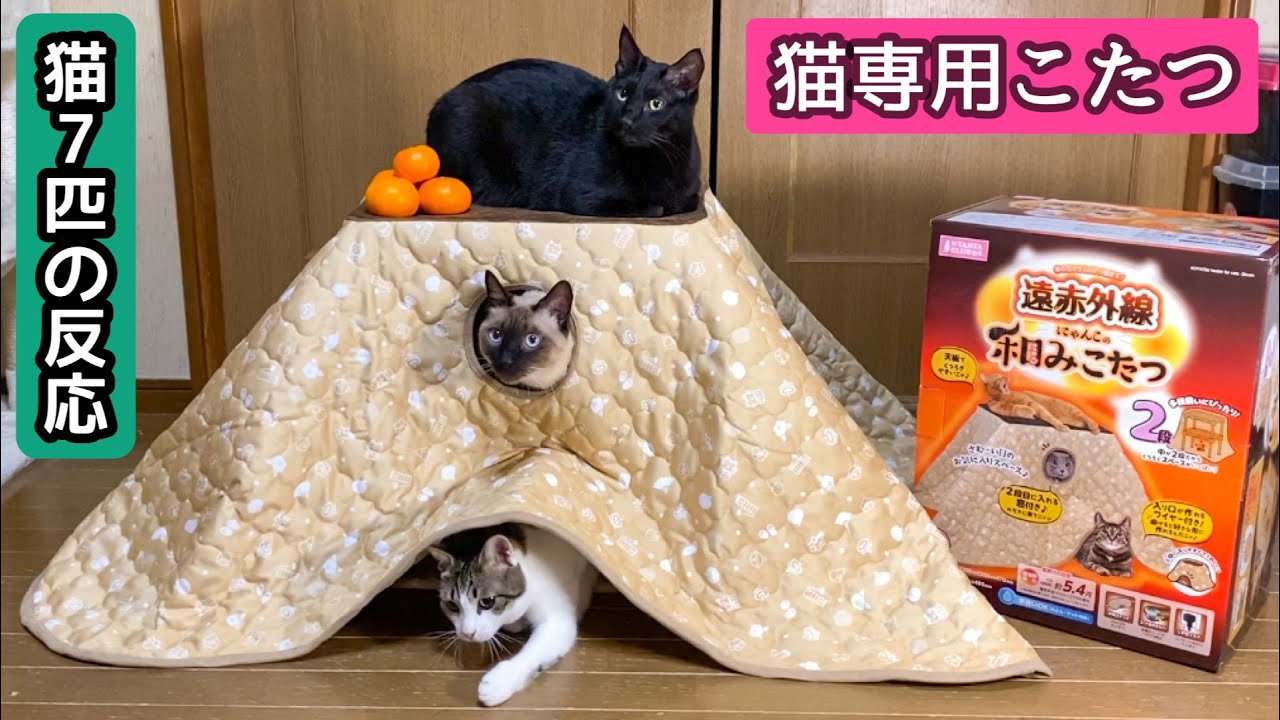 冬は、猫もこたつであったまろう！【猫7匹の反応】☃️🍊【猫用こたつ】