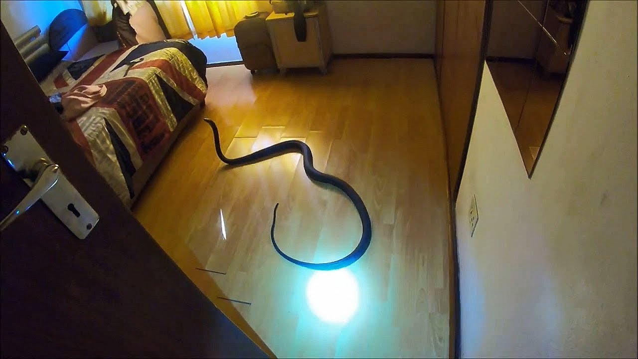 Serpientes gigantes colándose en casas!